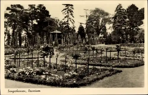 Ak Sangerhausen am Südharz, Rosarium