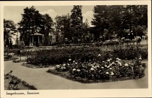 Ak Sangerhausen am Südharz, Rosarium