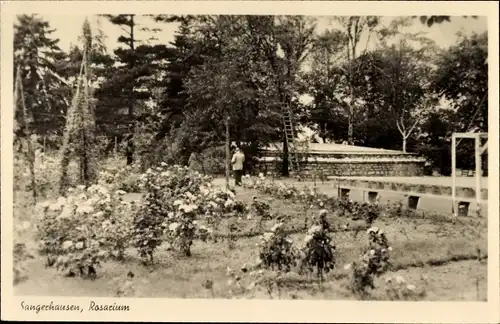 Ak Sangerhausen am Südharz, Rosarium