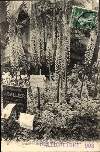 Ak Paris, Gartenbauausstellung, Eremurus