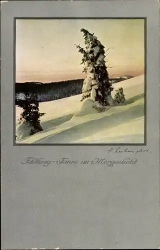 Ak Feldberg im Schwarzwald, Tanne, Morgenlicht