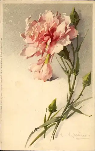 Künstler Litho Klein, Catharina, rosa Nelke, Meissner Buch 1341