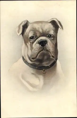 Künstler Ak Hundeportrait, Bulldogge mit Halsband