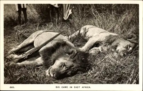 Ak Ostafrika, Löwenjagd