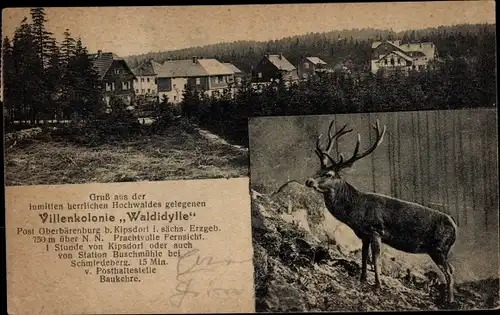 Ak Oberbärenburg Kipsdorf Altenberg im Erzgebirge, Villenkolonie Waldidylle, Hirsch