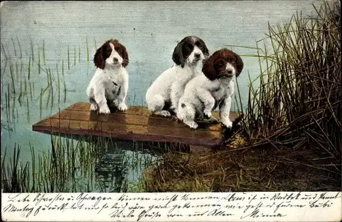 Ak Hundewelpen, Drei junge Hunde auf einem Steg, Ufer, Schilf