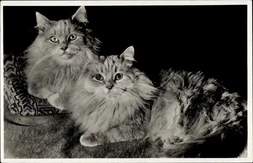 Ak Zwei langhaarige Katzen, Tierportrait