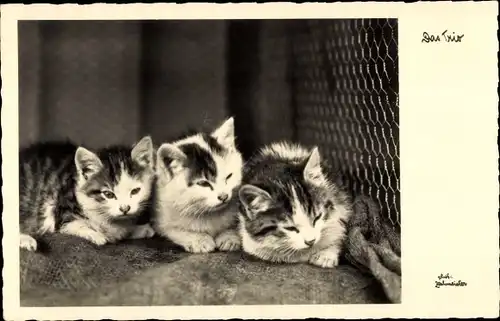 Ak Das Trio, drei junge Katzen, Tierportrait