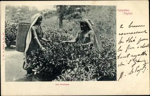 Ak Colombo Ceylon Sri Lanka, Pflückerinnen bei der Arbeit