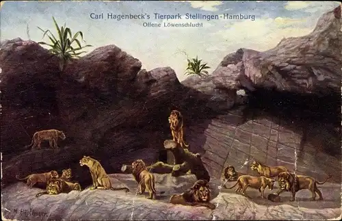 Ak Hamburg Eimsbüttel Stellingen, Carl Hagenbecks Tierpark, Offene Löwenschlucht