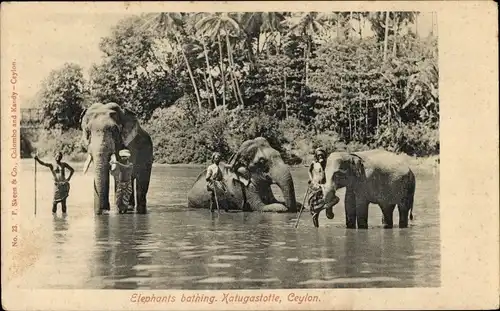 Ak Ceylon Sri Lanka, Elefanten beim Baden, Führer