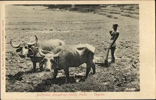 Ak Ceylon Sri Lanka, Büffel pflügen das Feld, Bauer