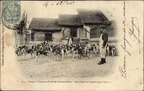 Ak Fontainebleau Seine et Marne, Wald, Jagd, Hunde im Rudel nach dem Toben