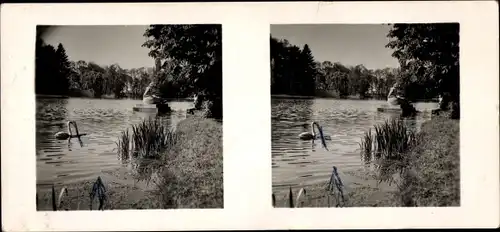 Stereo Raumbild Foto Schöne Heimat Nr. 17, Schwetzingen in Baden, Schlosspark, Schwan