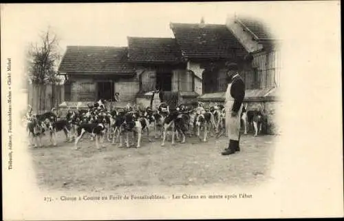 Ak Fontainebleau Seine et Marne, Wald, Jagd, Hunde im Rudel nach dem Toben