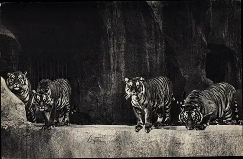 Ak Paris, Zoologischer Park, Eine wunderschöne Gruppe von Tigern