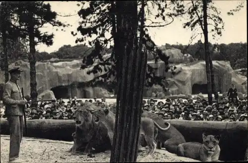 Ak Paris, Zoologischer Park, Die Arbeit der Löwen auf ihrem Plateau