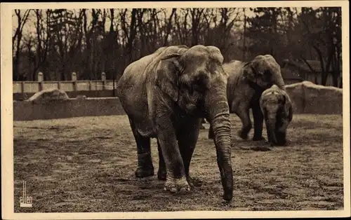Ak Paris, Zoologischer Park, Le Plateau des Elephants