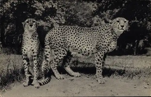 Ak Paris, Zoologischer Park, Ein paar Geparden