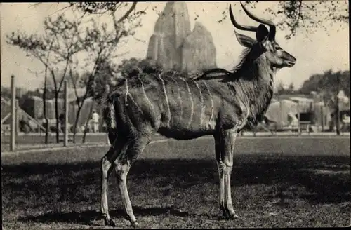 Ak Paris, Zoologischer Park, Ein großer männlicher Kudu