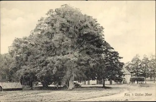 Ak Gelderland, aan t'Uddler Meer, Baum