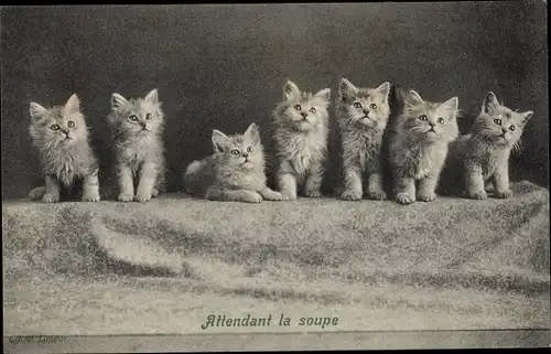Ak Sieben junge Katzen sitzen in einer Reihe