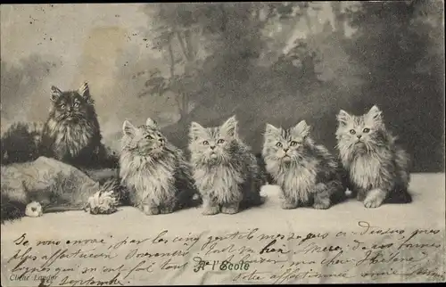 Ak Junge langhaarige Katzen sitzen in einer Reihe