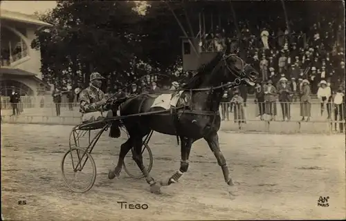Ak Trabrennen, Pferd Tiego, Sulky, Jockey, Zuschauertribüne