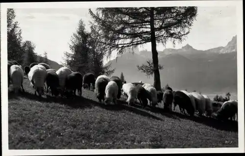 Ak Schafherde, Schafe, Bergspitzen, Landwirtschaft