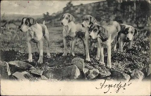 Ak Fünf Hunde, Wiese, Tierportrait