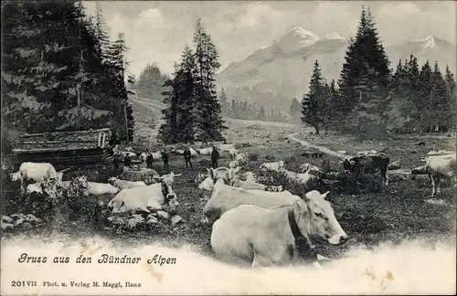 Ak Bündner Alpen, Kühe, Wiese, Wald