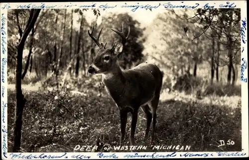 Ak Junger Hirsch im Wald