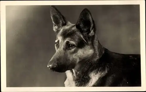 Ak Schäferhund, Hund, Tierportrait