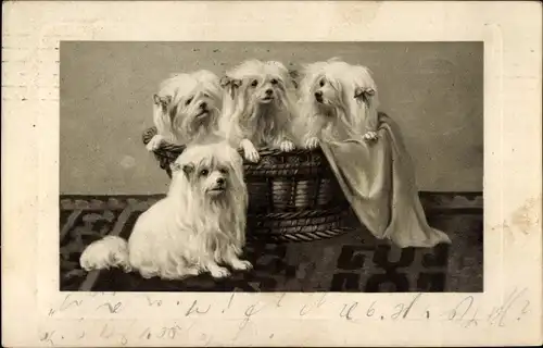 Präge Ak Hunde im Korb, Weiße Hunde, Tierportrait