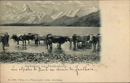 Ak Bachalpsee am Faulhornweg, Kühe im Wasser