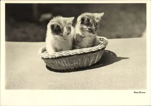 Ak Zwei junge Katzen im Korb
