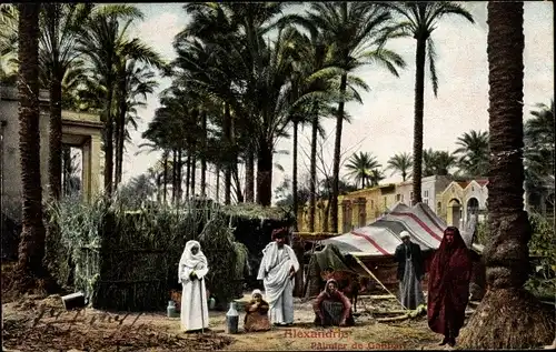 Ak Alexandria Ägypten, Palmier de Gabbari, Palmenhaus, Zelt