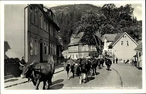 Ak Wildemann Clausthal Zellerfeld im Oberharz, Damenkapelle, Rinder, Viehtrieb