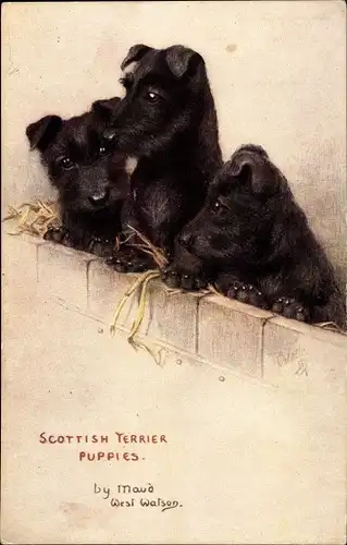 Künstler Ak West Watson, Maud, Scottish Terrier Puppies, Sketches of Doggies