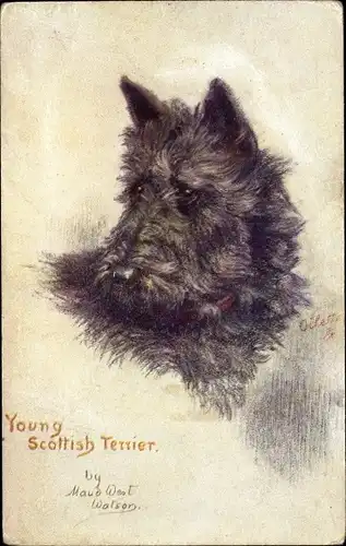 Künstler Ak West Watson, Maud, Young Scottish Terrier, Sketches of Doggies