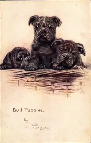 Künstler Ak West Watson, Maud, Bull Puppies, Sketches of Doggies