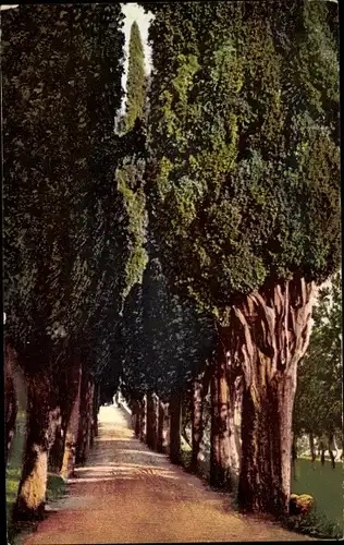 Ak San Vigilio Veneto, cypressi, Weg von Zypressen gesäumt