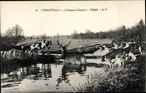 Ak Chantilly Oise, Jagd, Hirsch im Wasser, Jagdhunde