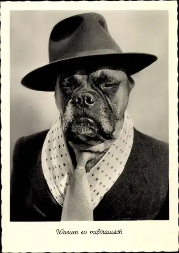 Ak Warum so mißtraurisch, Hund mit Hut und Krawatte