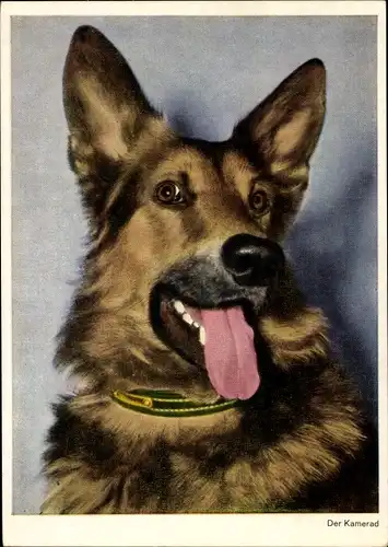 Ak Hund, Tierportrait, Kamerad