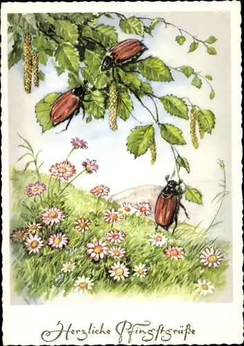 Ak Glückwunsch Pfingsten, Maikäfer am Baum, Blumenwiese