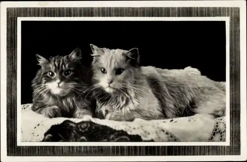 Passepartout Ak Zwei langhaarige Katzen