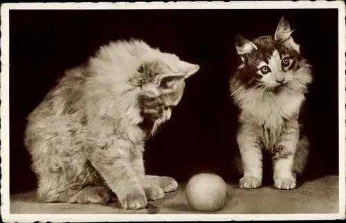 Ak Zwei langhaarige Katzen mit einem Ball