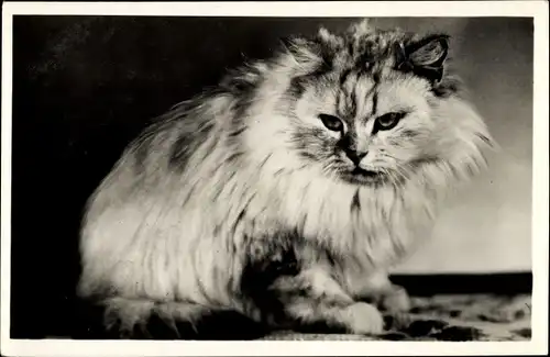 Ak Tierportrait, langhaarige Katze