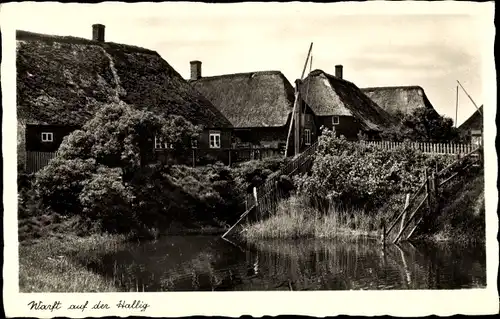 Foto Ak Hallig Hooge in Nordfriesland, Warft auf der Hallig